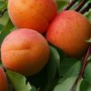 Саженцы абрикоса Аврора