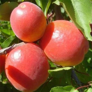 Саженцы абрикоса Ерли Блаш