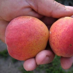 Саженцы абрикоса Крупноплодный Дуки