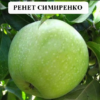 Саженцы яблони Симеренко