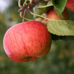 Саженцы яблони Рубинола