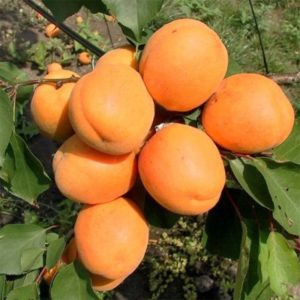 Саженцы абрикоса Шедевр